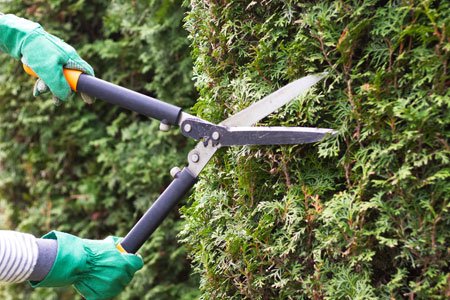 Bush removal, PA hedge Millheim