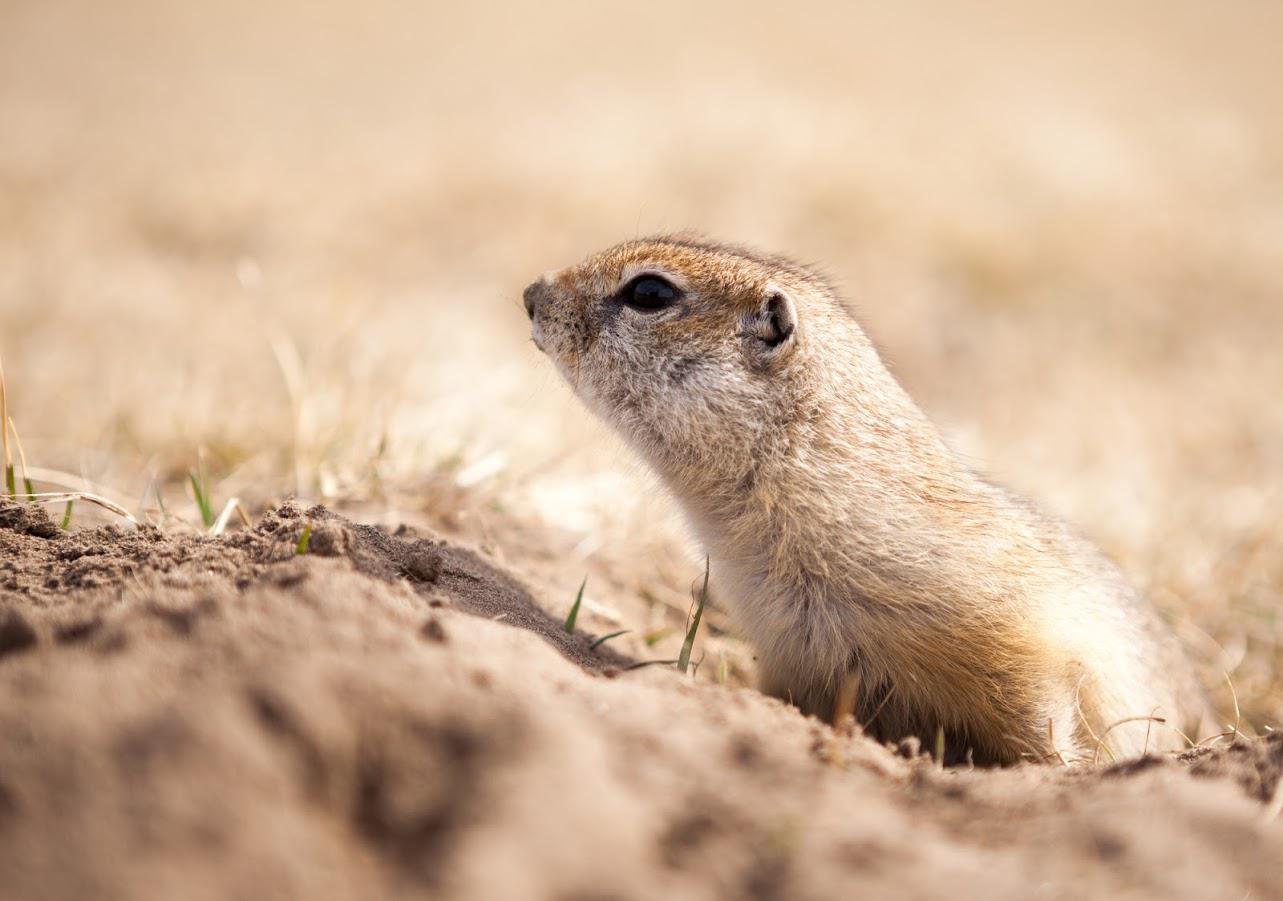 tips-to-gopher-proof-your-garden