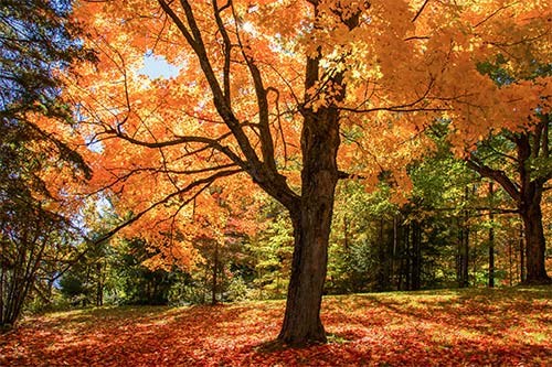 5 Interesting Facts About Sugar Maples 5-interesting-facts-about-sugar-maples