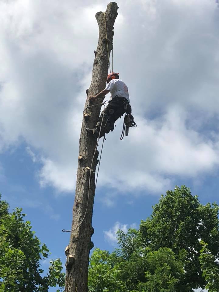 Tree Removal Hendersonville, NC All American Tree Service