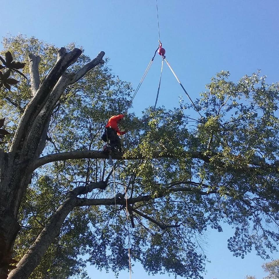 Tree Removal Hendersonville, NC All American Tree Service