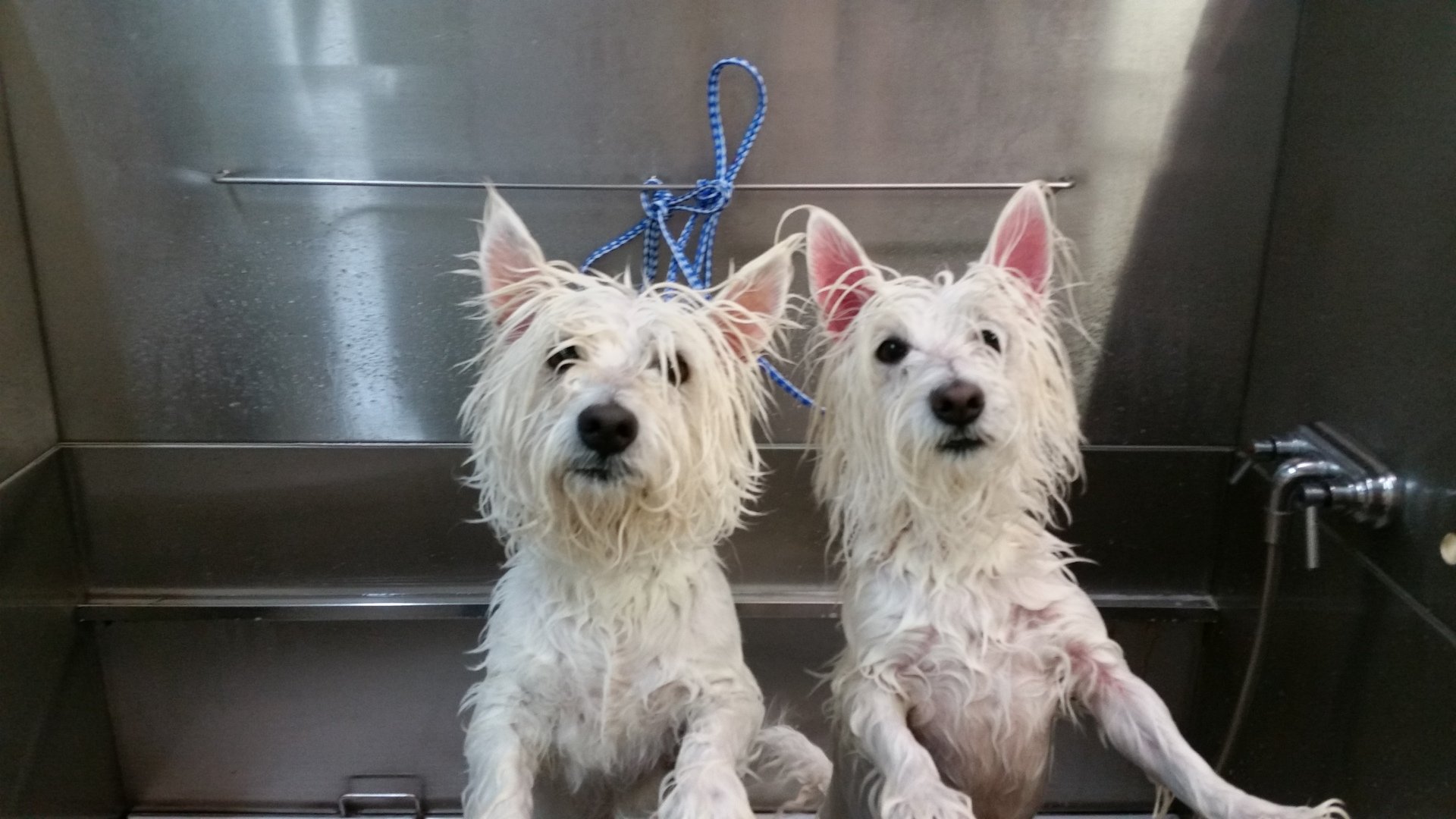 Pet Care Rates and Coupons Waxhaw, NC Top Honors Pet Care Center