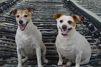 Dog Grooming - Huntersville, NC - The Doggie Barbers