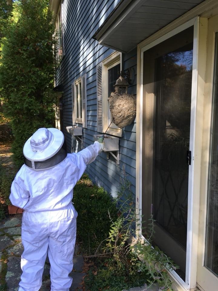 Pest Control Dover, NH Haydee's PestFree Management