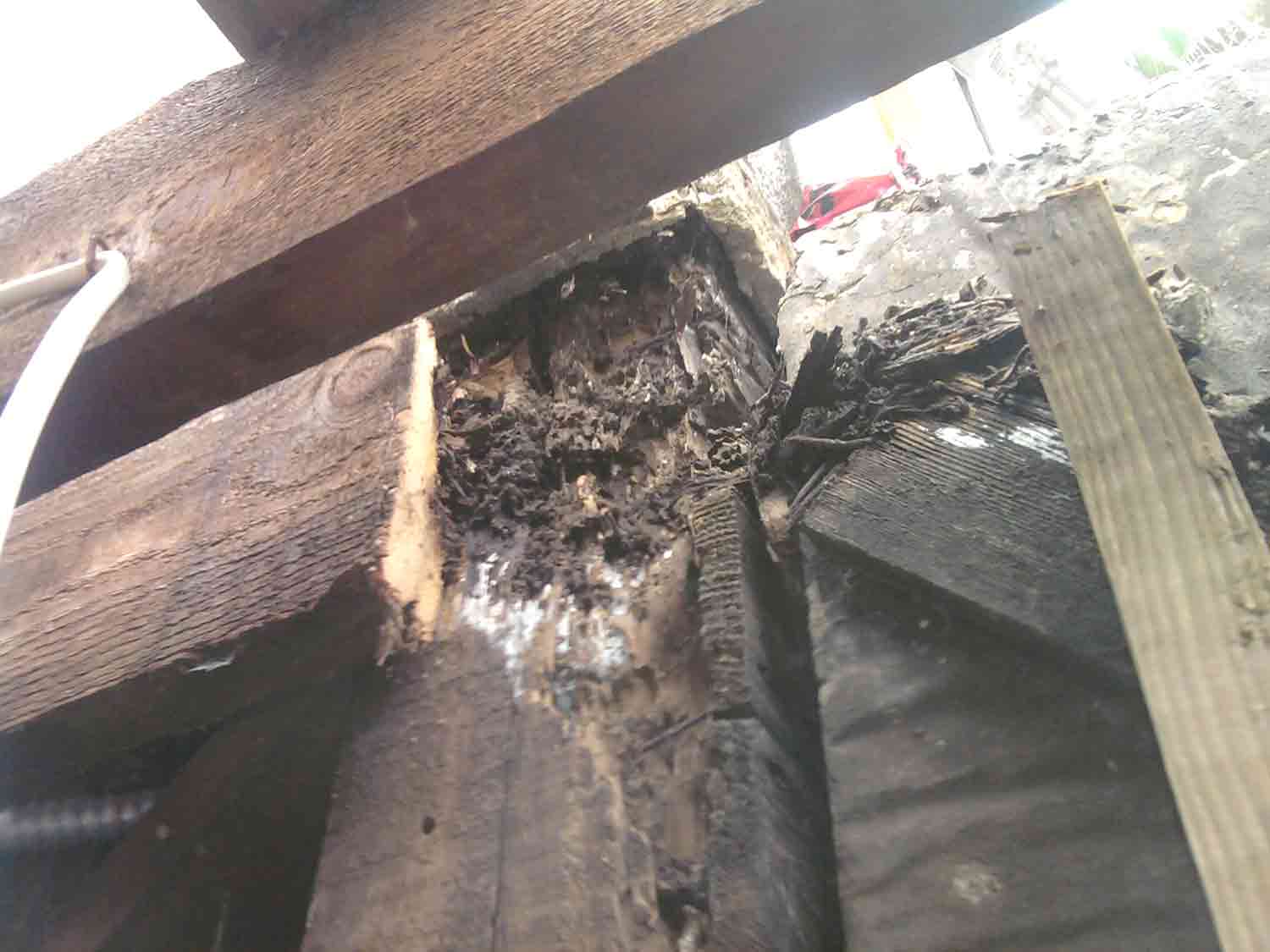 Home Taylor Termite Pest Control Taylor Termite Pest Control
