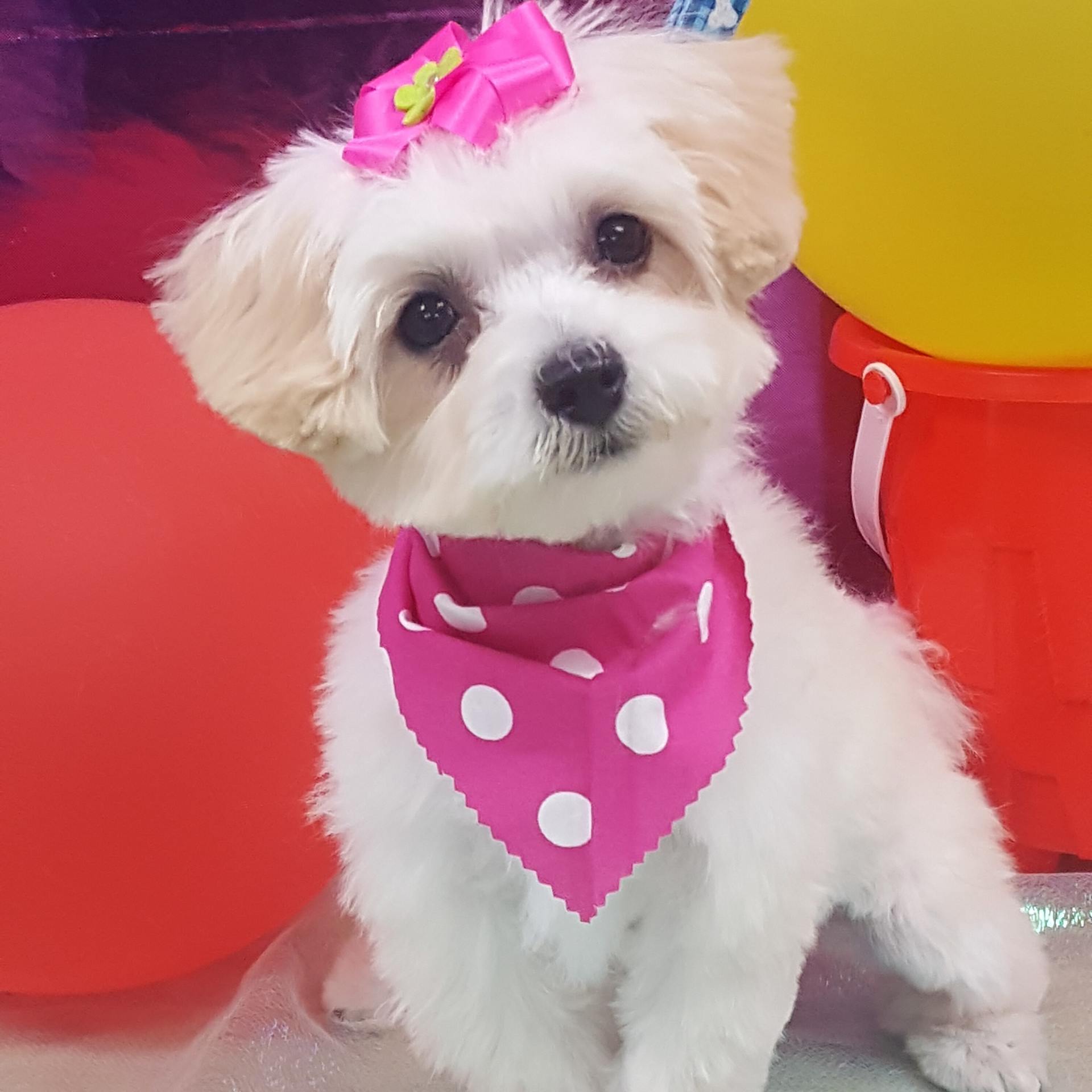 Groomers | Bloomington, IL | Top Dog Grooming Salon Groomers | Bloomington, IL | Top Dog Grooming Salon