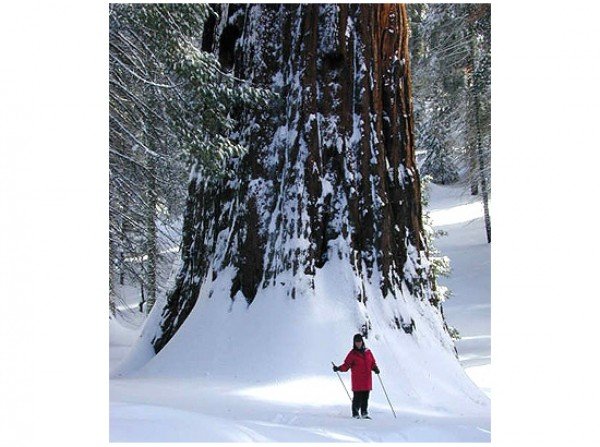 Photo Gallery AAA Tree &amp; Landscaping