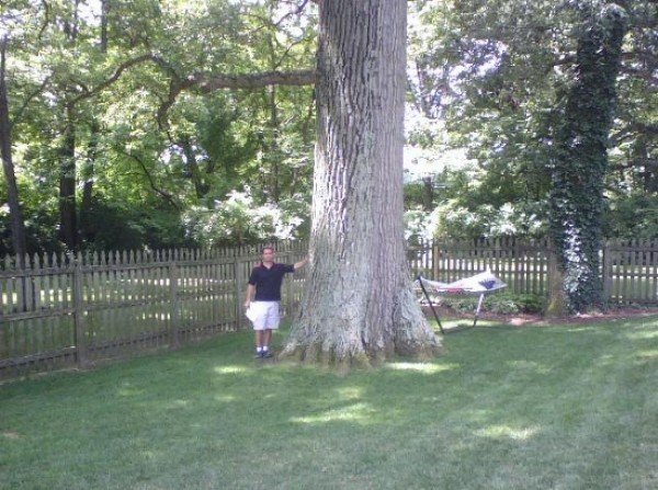 Photo Gallery AAA Tree &amp; Landscaping