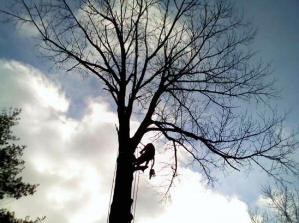 Photo Gallery AAA Tree &amp; Landscaping