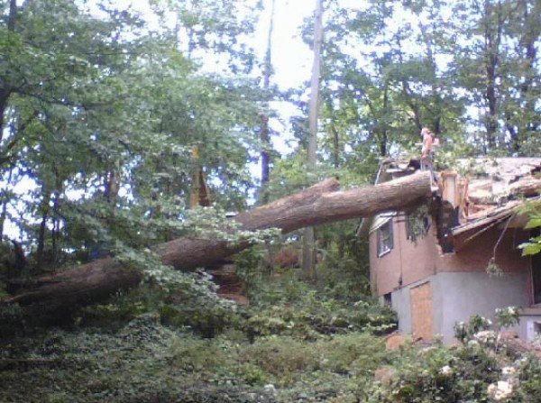 Photo Gallery AAA Tree &amp; Landscaping