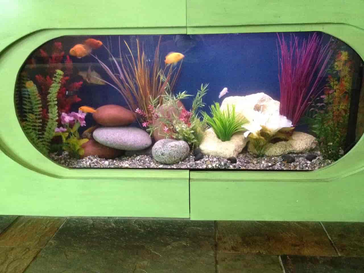 aquarium maintenance Edmond, Oklahoma Aqualife Aquarium Systems