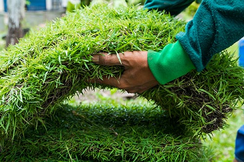 sod know things zoysia considering admin grass holding