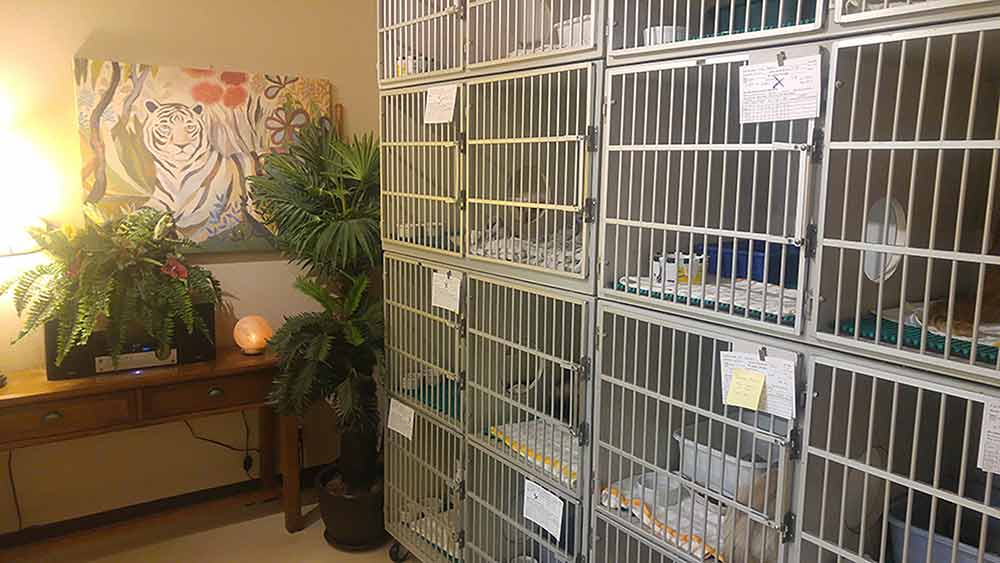 Cat Care Clinic Bellevue Wa