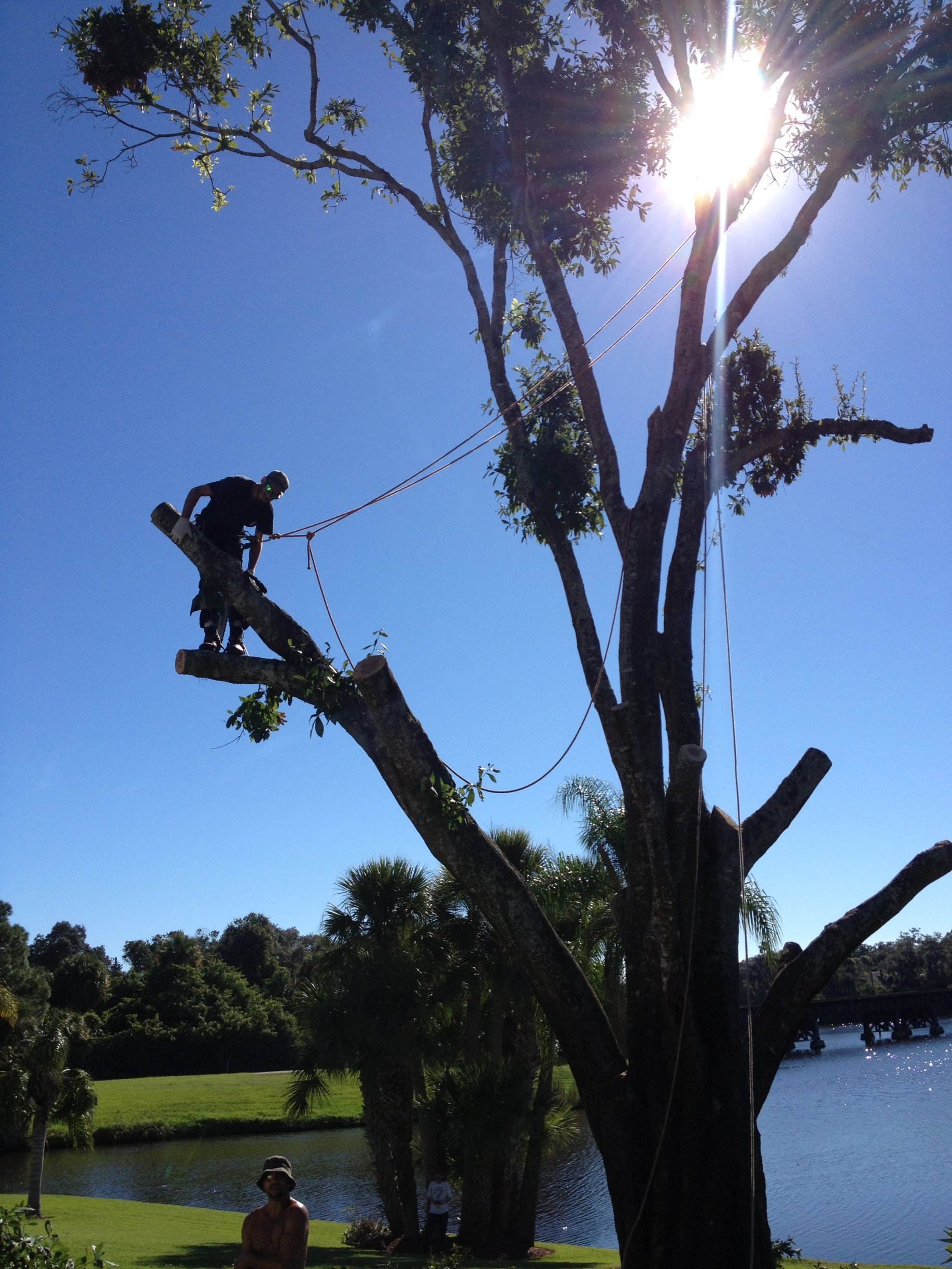 Tree Pruning Services | Palm Bay, FL | A Advanced Tree Service