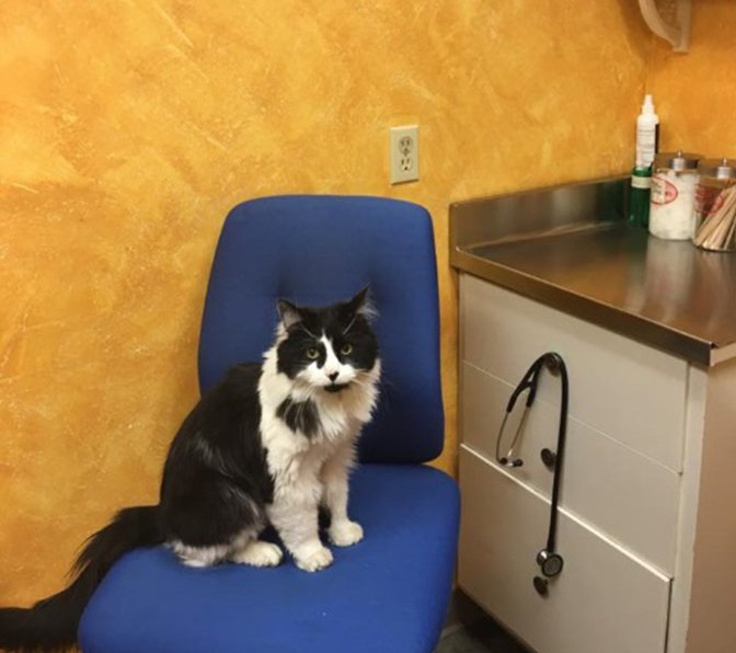 Animal Lab Testing Paxton, MA Paxton Animal Hospital