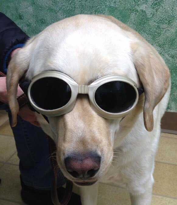 Veterinary Medical Services Paxton, MA Paxton Animal Hospital