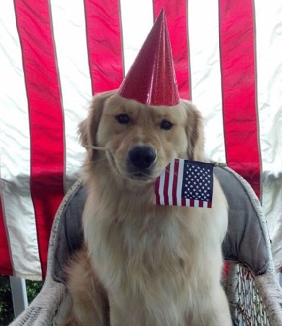 Veterinary Medical Services Paxton, MA Paxton Animal Hospital