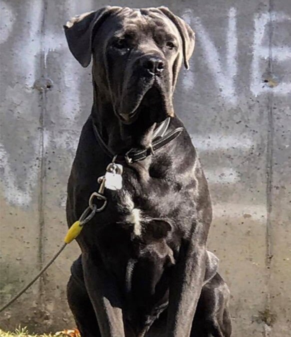 Veterinary Medical Services Paxton, MA Paxton Animal Hospital