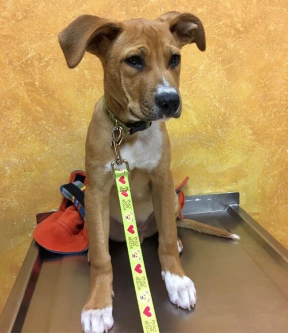 Veterinary Medical Services Paxton, MA Paxton Animal Hospital