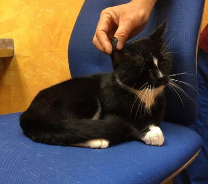 Animal Lab Testing Paxton, MA Paxton Animal Hospital