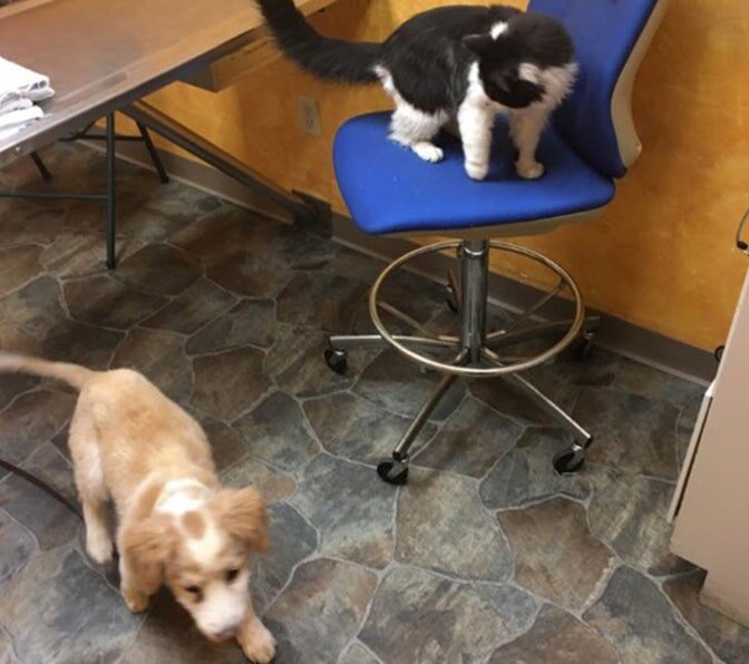 Animal Lab Testing Paxton, MA Paxton Animal Hospital