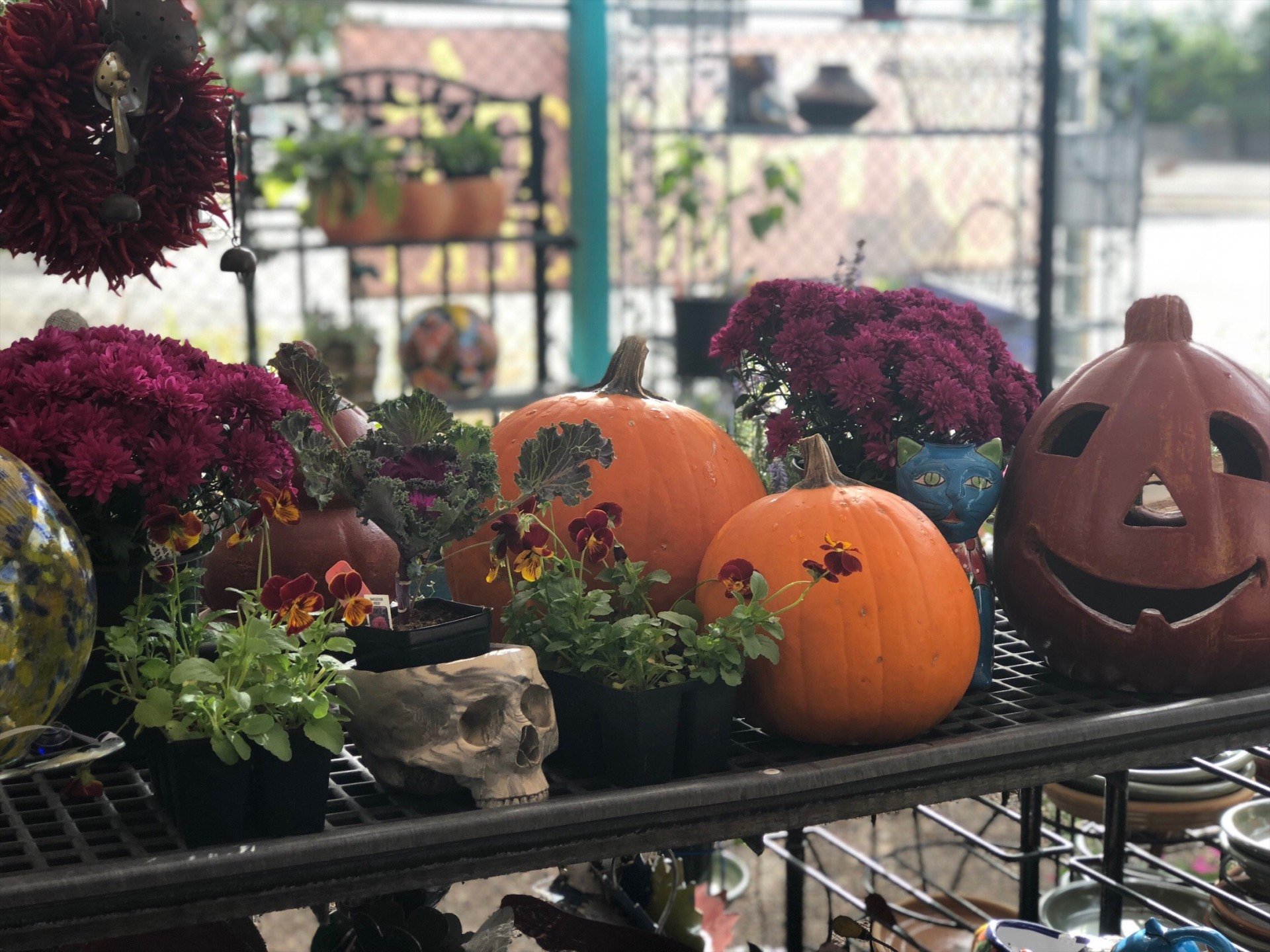 Blooms Albuquerque,NM Rehm's Nursery and Garden Center