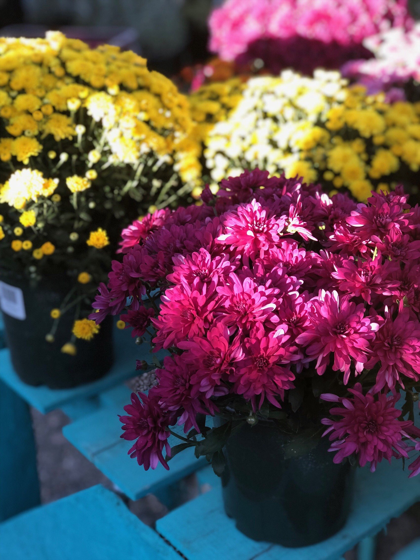 Garden Albuquerque,NM Rehm�s Nursery and Garden Center Garden Albuquerque,NM Rehm�s Nursery and Garden Center