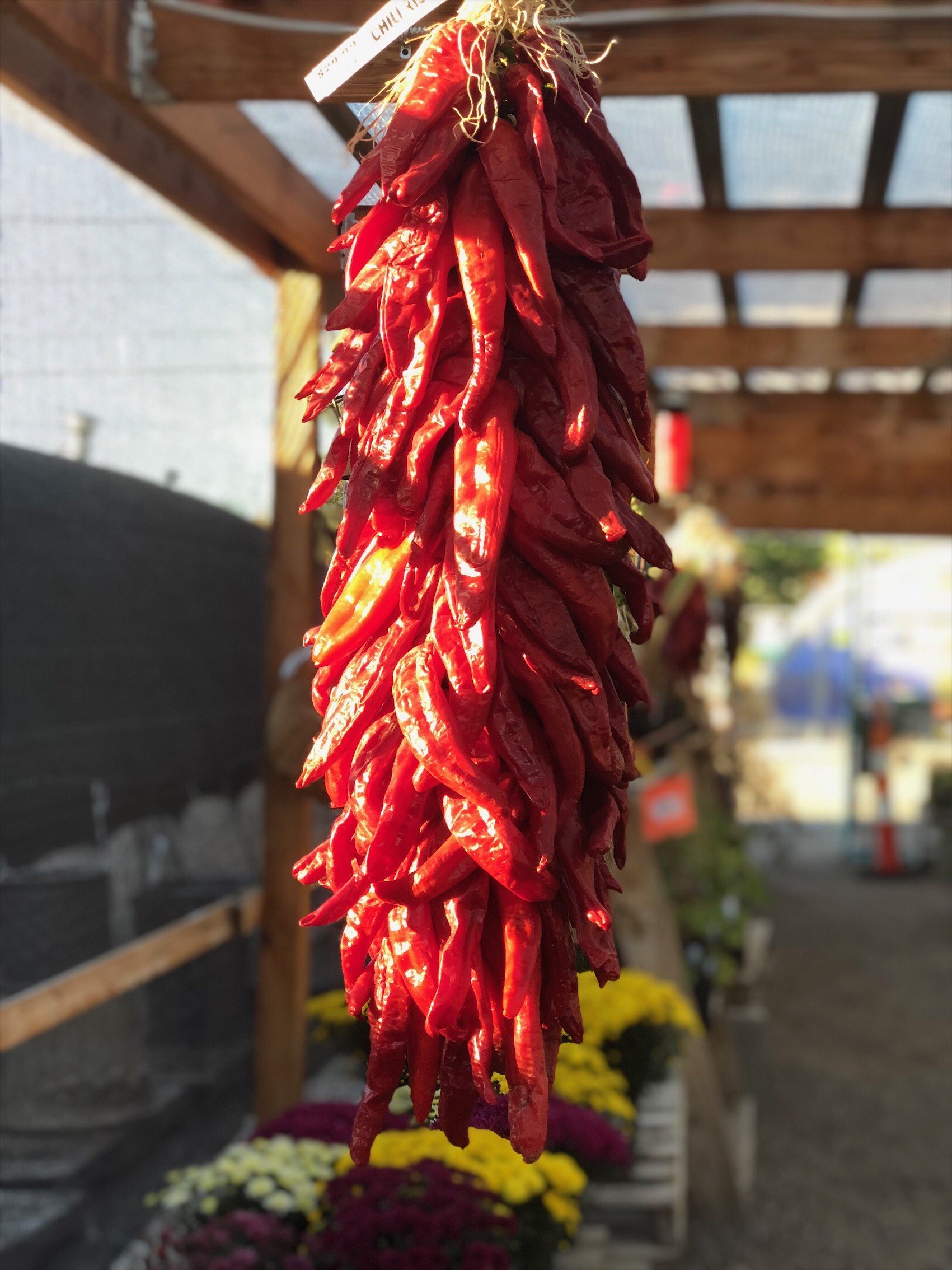 Garden Albuquerque,NM Rehm's Nursery and Garden Center