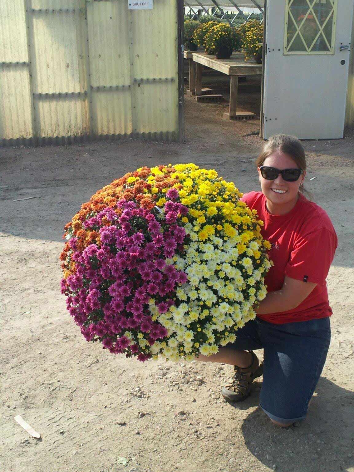 Seasonal Plants — Fort Collins — Plantorium Greenhouse & Nursery