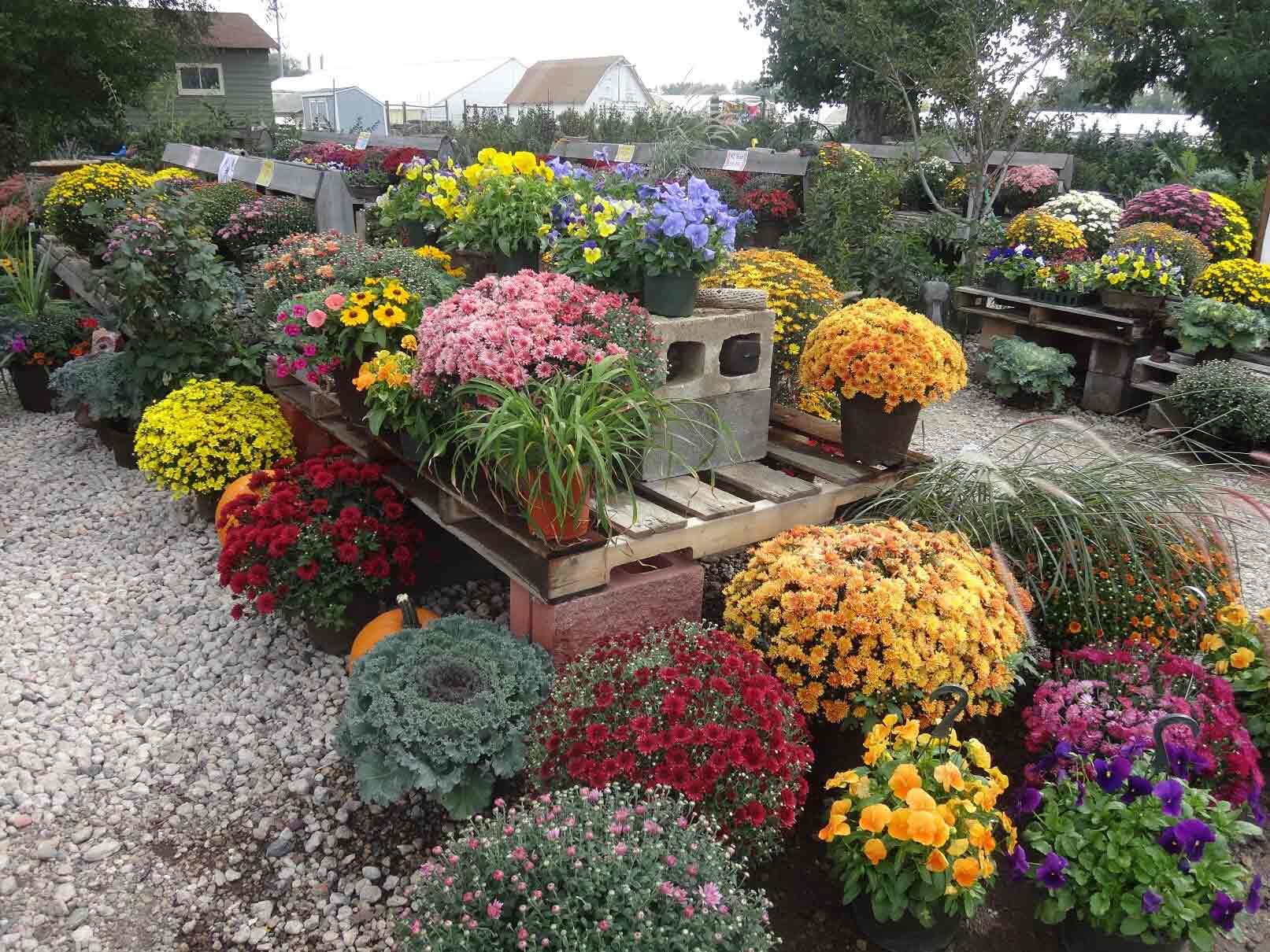 Seasonal Plants — Fort Collins — Plantorium Greenhouse Seasonal Plants — Fort Collins — Plantorium Greenhouse