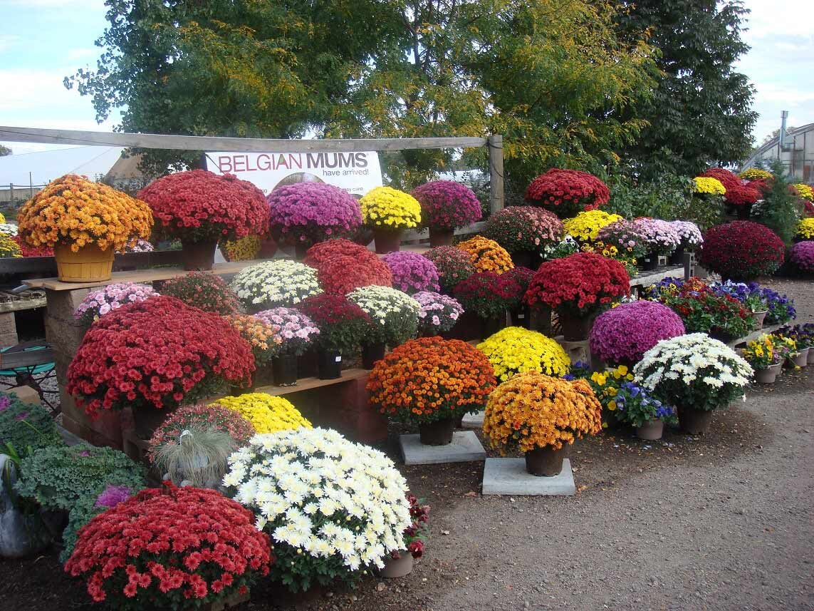 Seasonal Plants — Fort Collins — Plantorium Greenhouse & Nursery