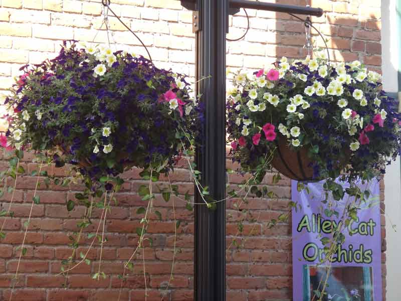 Wholesale Plants — Fort Collins, CO — Plantorium
