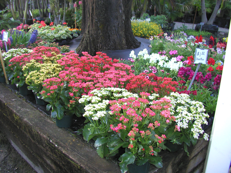 Landscaping and Nursery Gallery Clearwater, Florida Eden Nursery