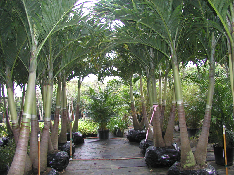 Landscaping and Nursery Gallery Clearwater, Florida Eden Nursery