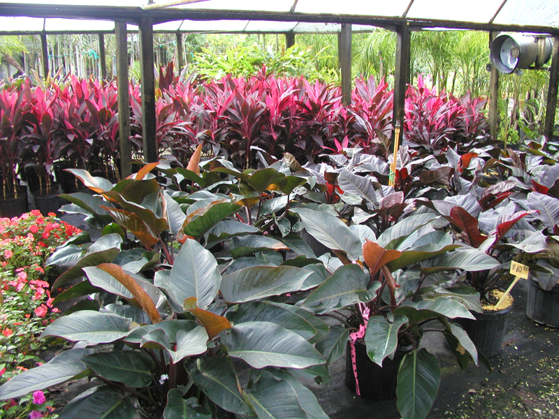 Landscaping and Nursery Gallery Clearwater, Florida Eden Nursery