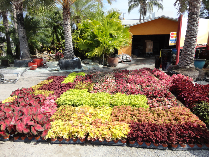 Landscaping and Nursery Gallery Clearwater, Florida Eden Nursery