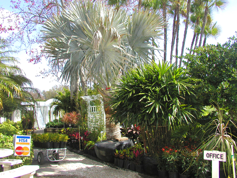 Landscaping and Nursery Gallery Clearwater, Florida Eden Nursery
