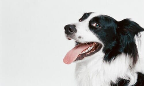 Buy Pet Food | Chicago, IL | Dog Splash Day Spa and Boutique