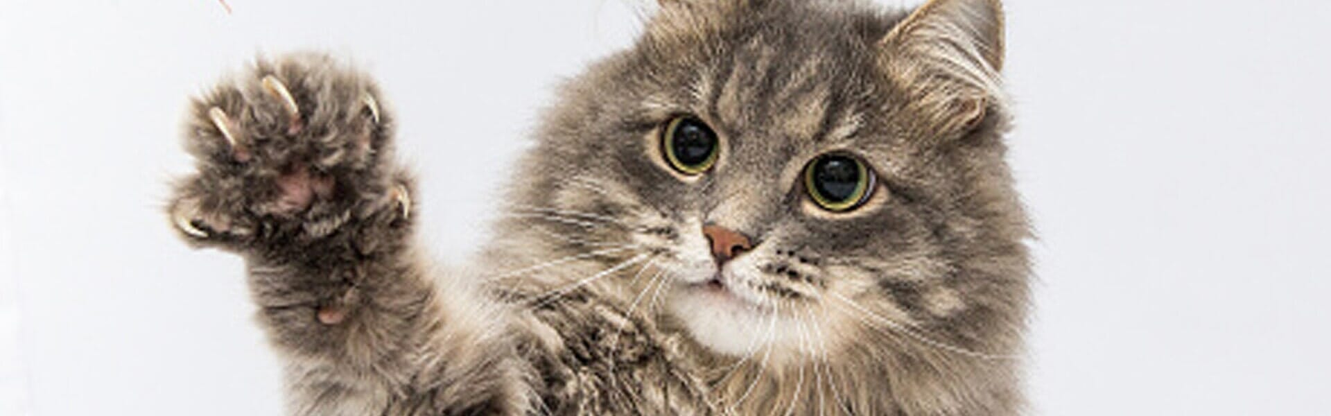 Dog and Cat Grooming Chicago, IL Dog Splash Day Spa and Boutique