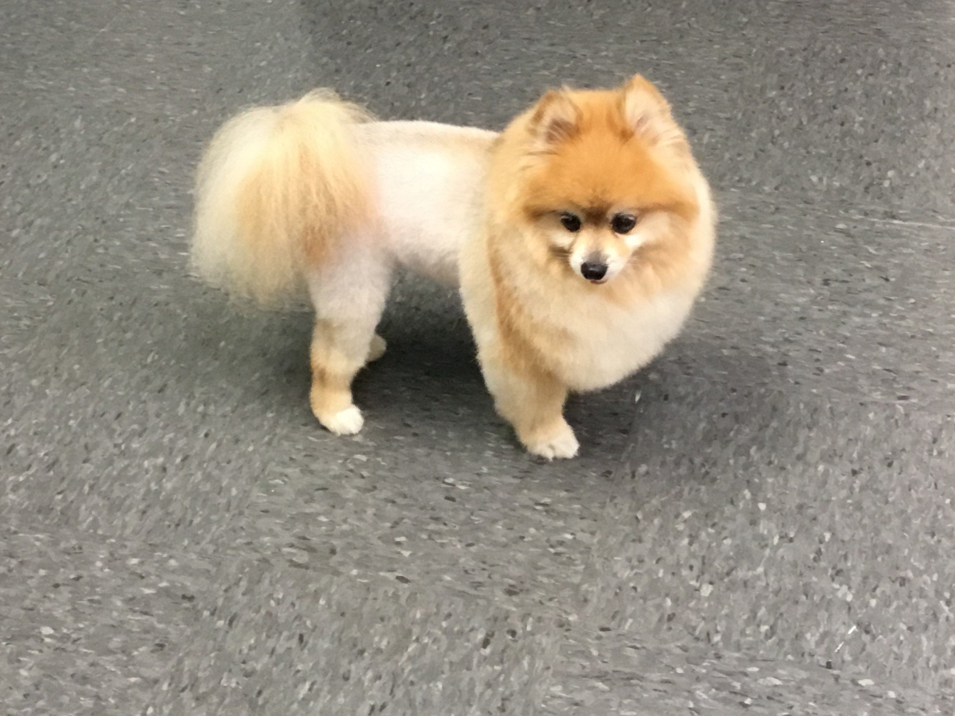 Dog Grooming Lexington, KY Happy Hounds Grooming LLC