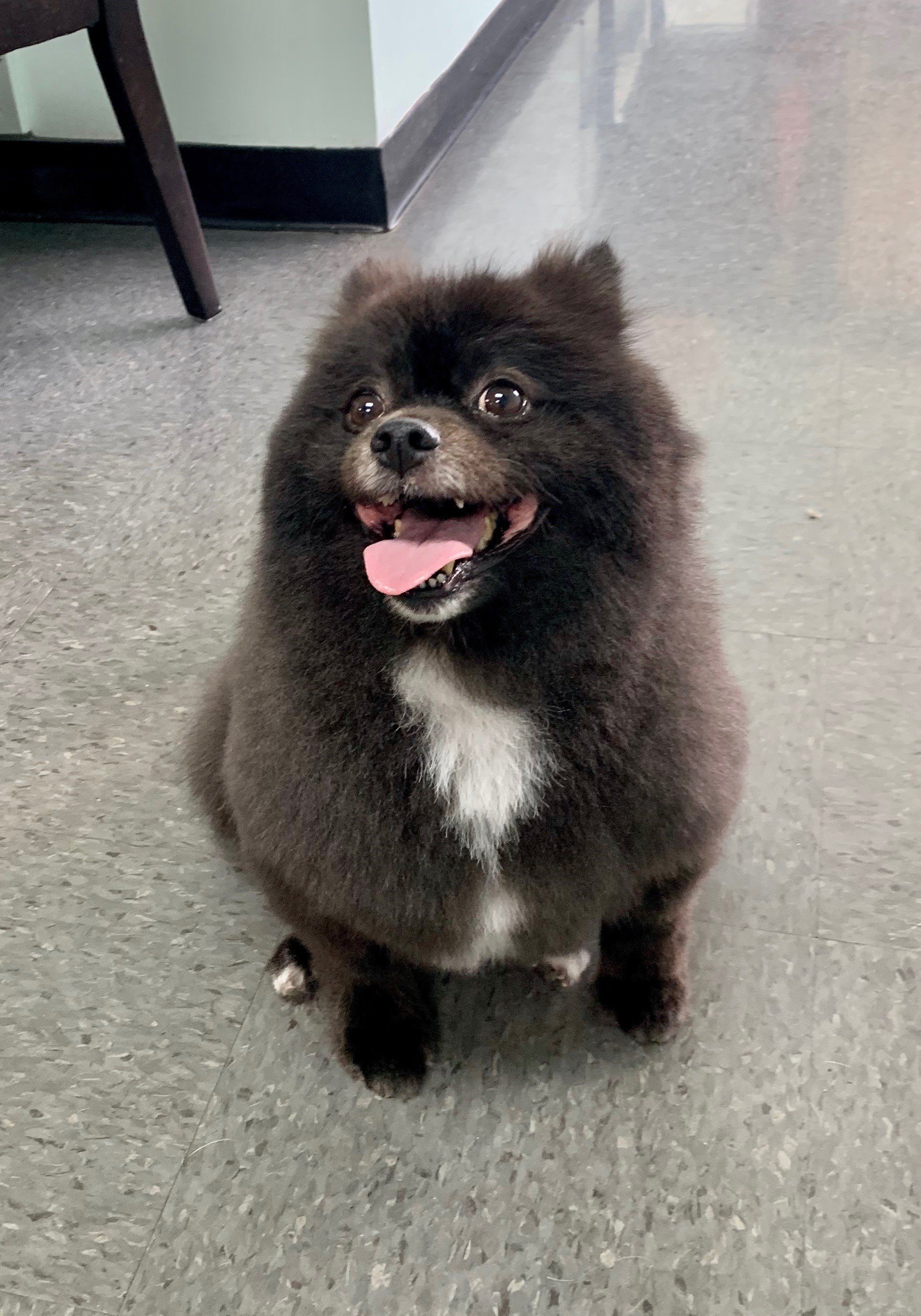 Dog Grooming Lexington, KY Happy Hounds Grooming LLC