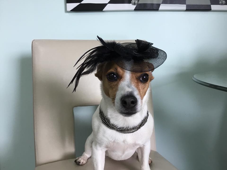 Dog Grooming Lexington, KY Happy Hounds Grooming LLC