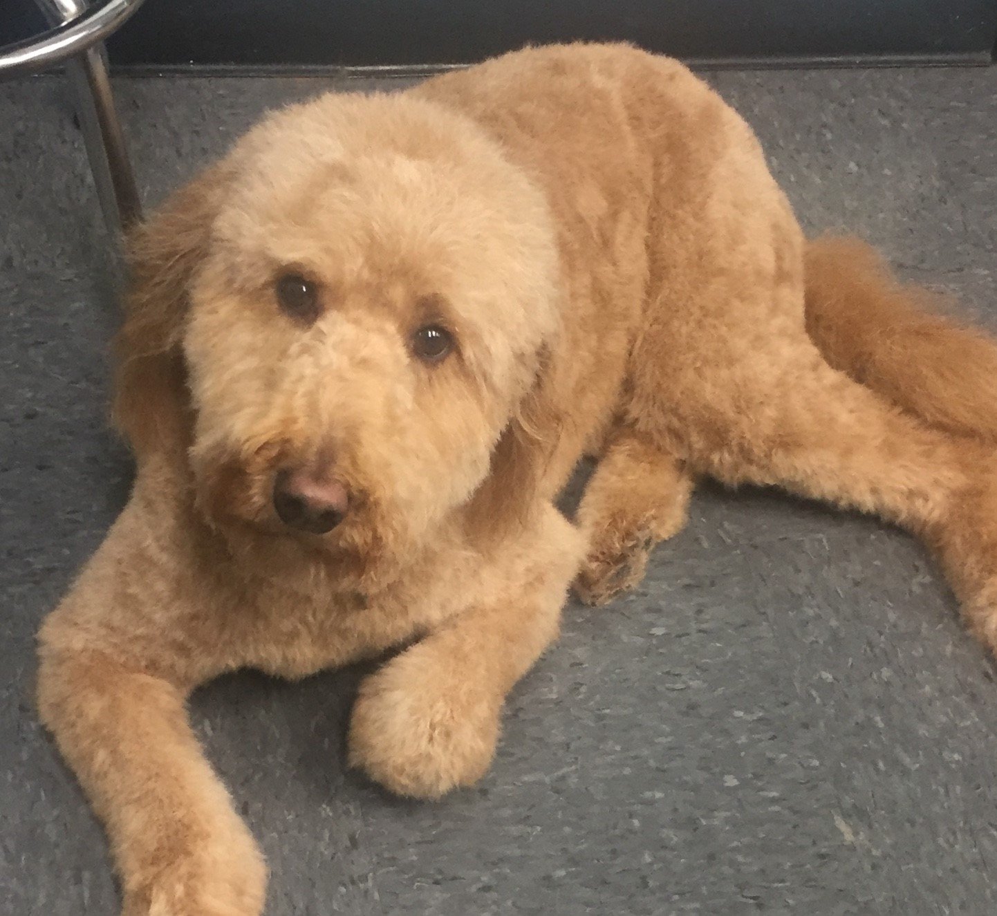 Dog Grooming Lexington, KY Happy Hounds Grooming LLC