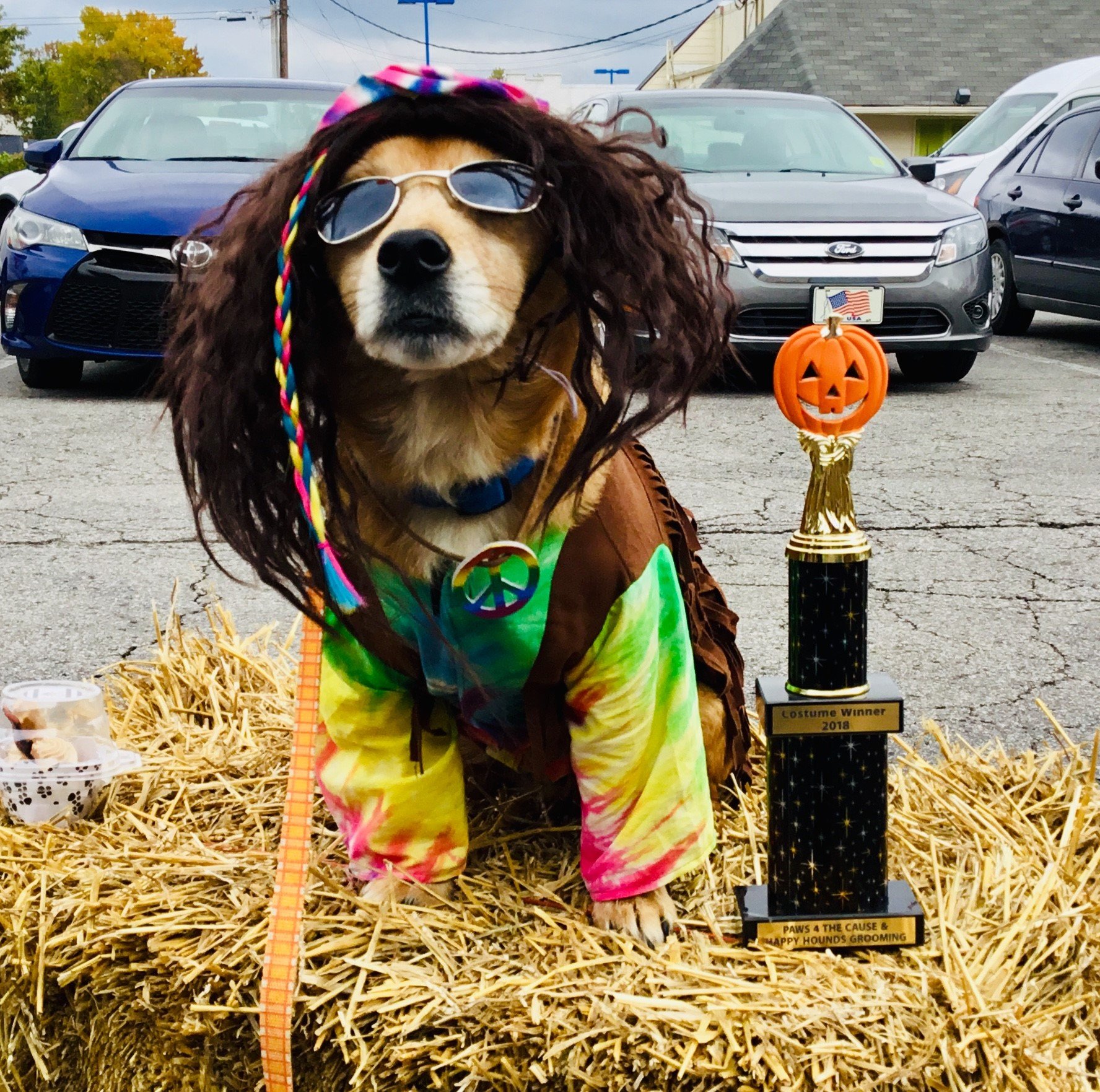 Dog Grooming Lexington, KY Happy Hounds Grooming LLC