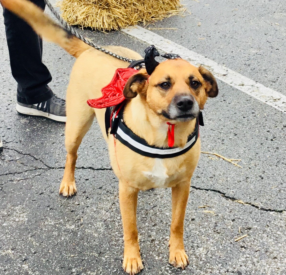 Dog Grooming Lexington, KY Happy Hounds Grooming LLC