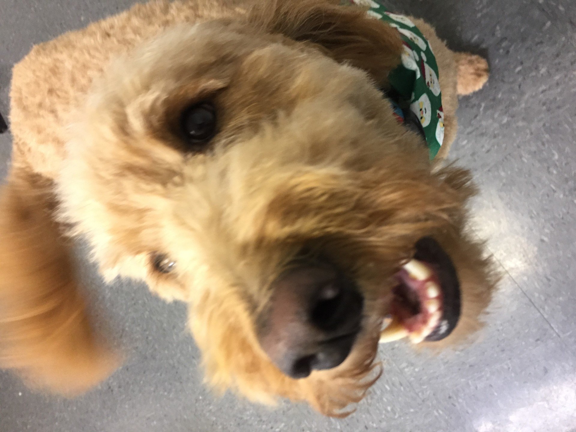 Dog Grooming Lexington, KY Happy Hounds Grooming LLC