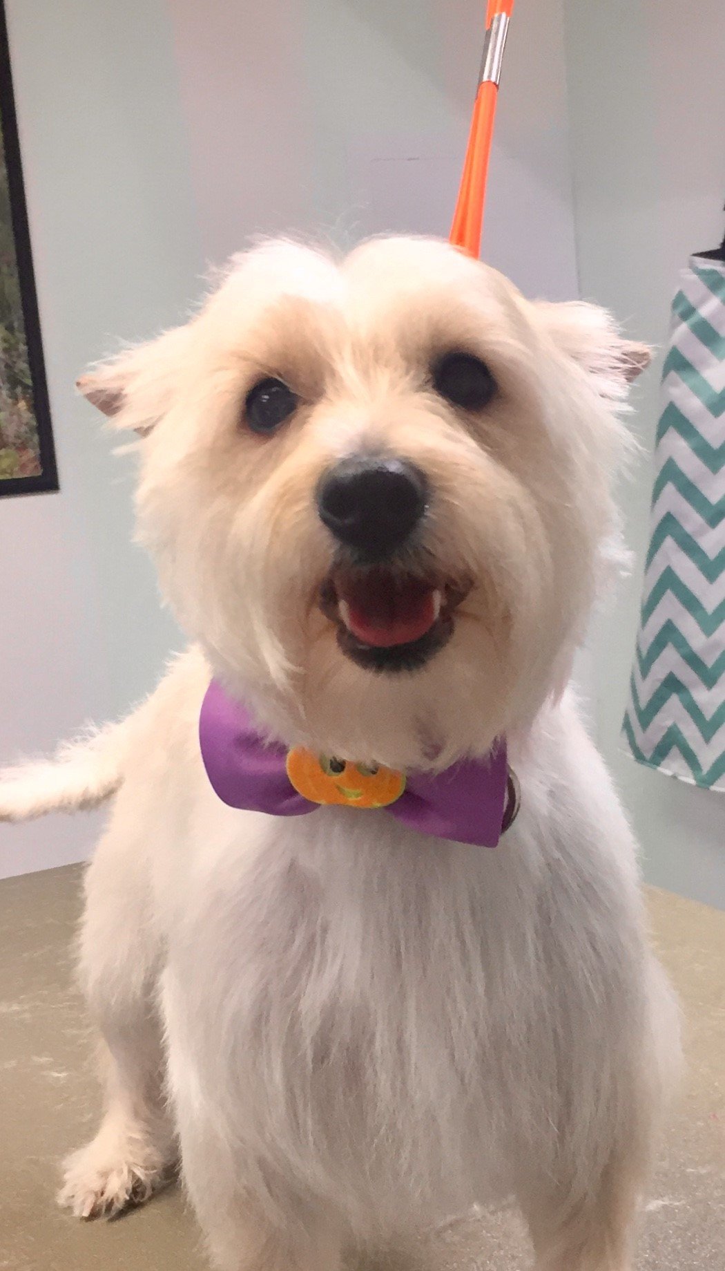 Dog Grooming Lexington, KY Happy Hounds Grooming LLC