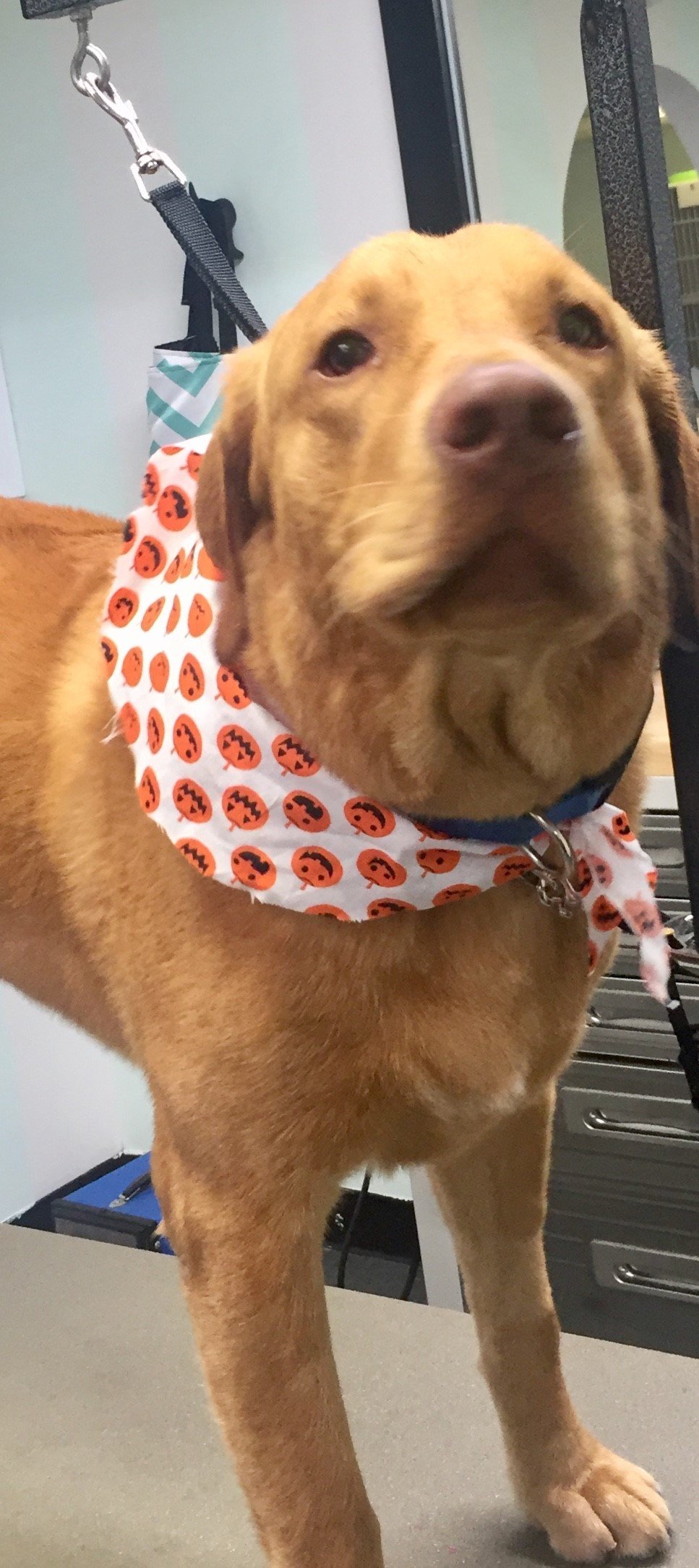 Dog Grooming Lexington, KY Happy Hounds Grooming LLC