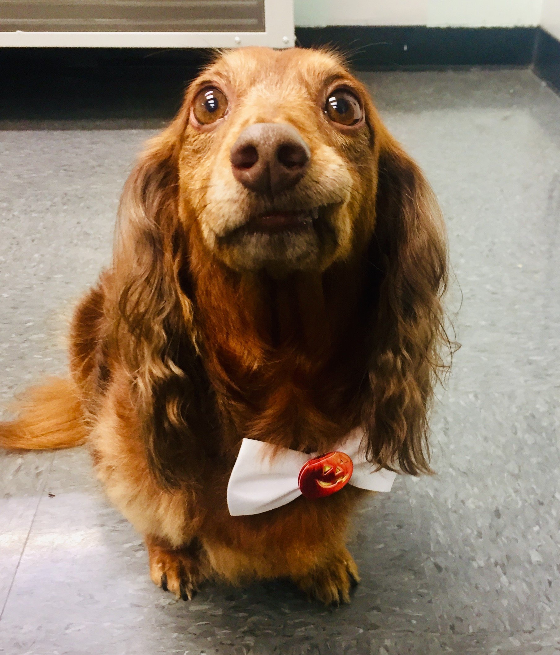 Dog Grooming Lexington, KY Happy Hounds Grooming LLC