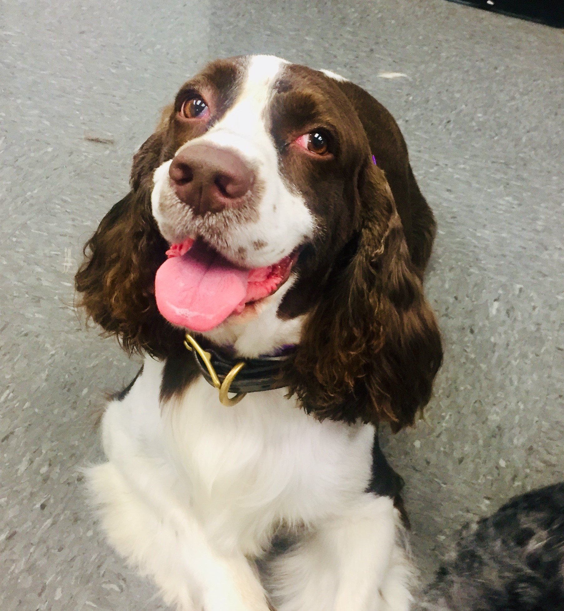 Dog Grooming Lexington, KY Happy Hounds Grooming LLC